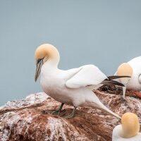 Gannet Colony